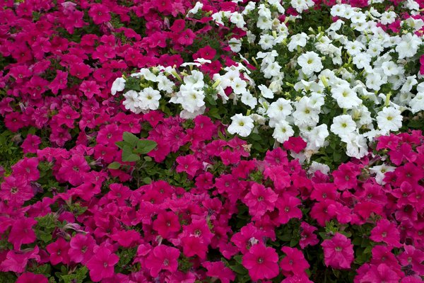 Pergola en Bois : Apportez une Touche de Nature et de Charme à Votre Jardin